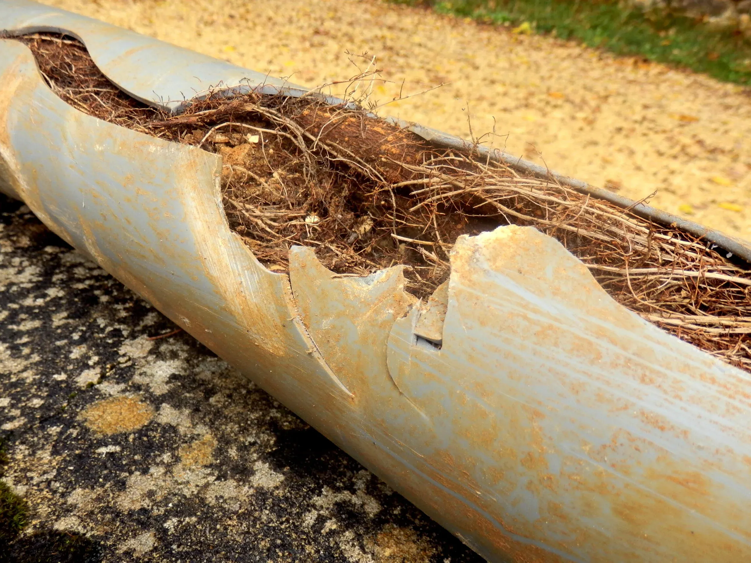 Tree Root Intrusion